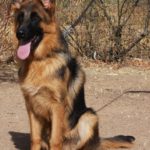 A german shepherd sitting on the ground in front of some bushes.
