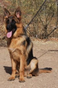 A german shepherd sitting on the ground in front of some bushes.