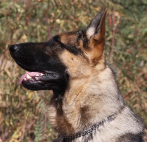 A german shepherd dog with its mouth open.