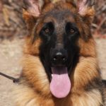 A german shepherd dog with its tongue hanging out.