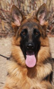 A german shepherd dog with its tongue hanging out.