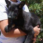 A person holding a black dog in their arms.