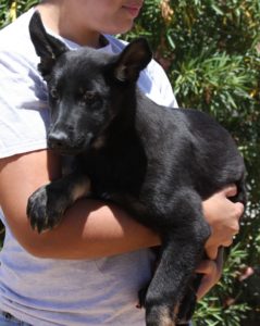 A person holding a black dog in their arms.