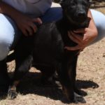A person holding onto a black dog