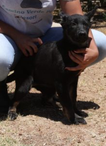 A person holding onto a black dog