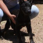 A woman holding a dog in her arms.