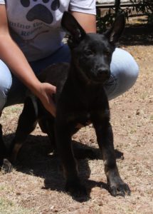 A woman holding a dog in her arms.
