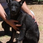 A person holding onto a black dog