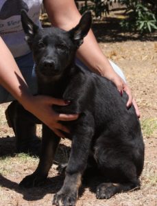 A person holding onto a black dog
