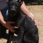 A black dog is being held by someone
