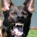 A close up of a dog with its mouth open