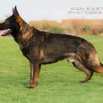 A german shepherd dog standing on top of a green field.