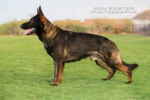 A german shepherd dog standing on top of a green field.