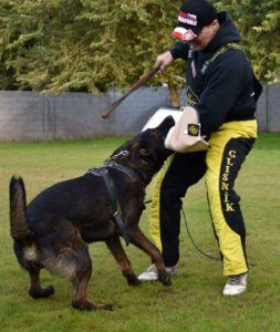 A man and his dog playing baseball in the park.