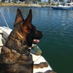 A dog sitting on the side of a boat.