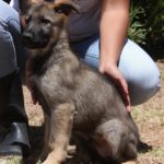 A woman is holding a dog in her arms.