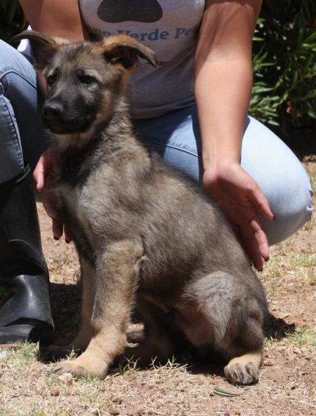A woman is holding the back of a dog