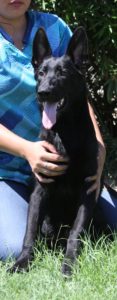 A person holding onto a black dog