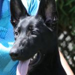 A black dog with its tongue hanging out.