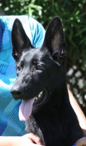A black dog with its tongue hanging out.