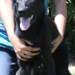 A black dog is being held by someone