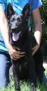 A black dog is being held by someone