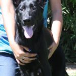 A black dog is being held by someone