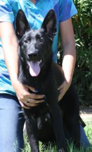 A black dog is being held by someone