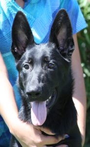 A black dog with its tongue hanging out.