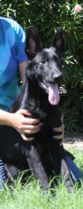 A person holding onto a black dog with blue nails.