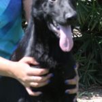 A person holding onto a black dog with blue nails.