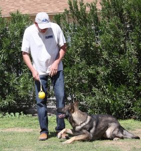 A man and his dog playing with a ball.