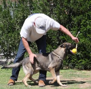 A man playing tug of war with his dog.