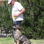 German Shepherd training how to heel