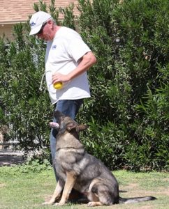 German Shepherd training how to heel