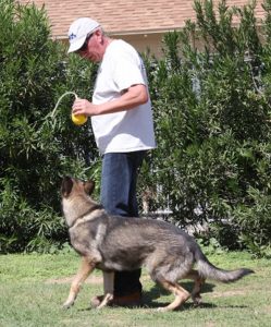 Protection trained German Shepherd male for sale near me