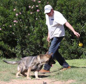 A man and his dog are playing frisbee.