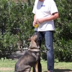 A man and his dog are standing in the grass.