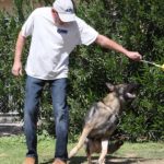 German Shepherd Male chasing ball