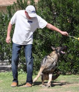 German Shepherd Male chasing ball