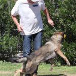 A man and his dog playing frisbee in the park.