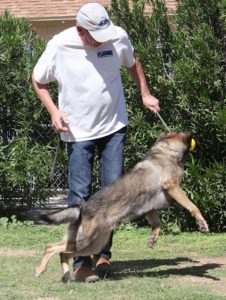 A man and his dog playing frisbee in the park.