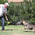 Carl Protection dog for sale Arizona