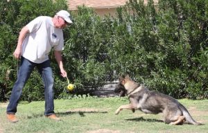 Carl Protection dog for sale Arizona