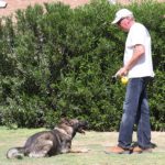 Obedience Training down German Shepherd Trainer