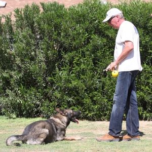 Obedience Training down German Shepherd Trainer