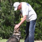 A man and his dog playing tug of war with an apple.
