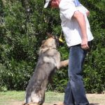 German Male German Shepherd for sale