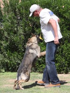 German Male German Shepherd for sale