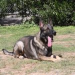 Shepard obedience training for sale near me